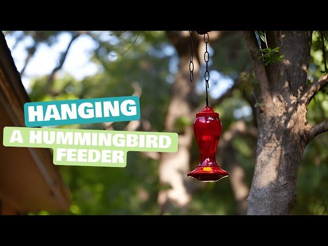 Hanging a Hummingbird Feeder: Step-by-Step Guide | Daily Needs Studio