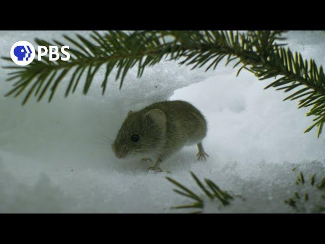 Dramatic Vole Escape Caught on Camera