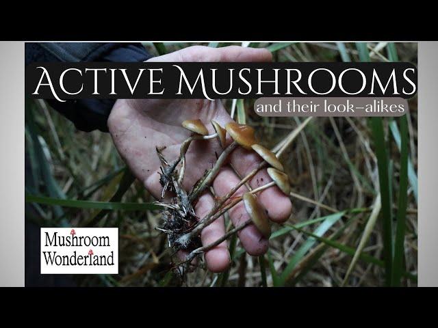 Active Mushrooms and Their Look-Alikes- with Alan Rockefeller