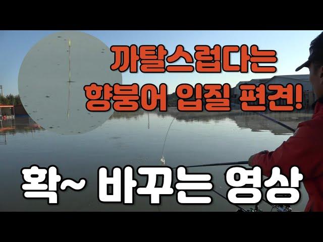 [225편] 향붕어 입질 편견 확~ 바꿔드립니다/향붕어의 완벽한 찌올림 영상/쌍방죽 낚시터/대한민국 낚시계 최초 드론·항공촬영/붕어낚시