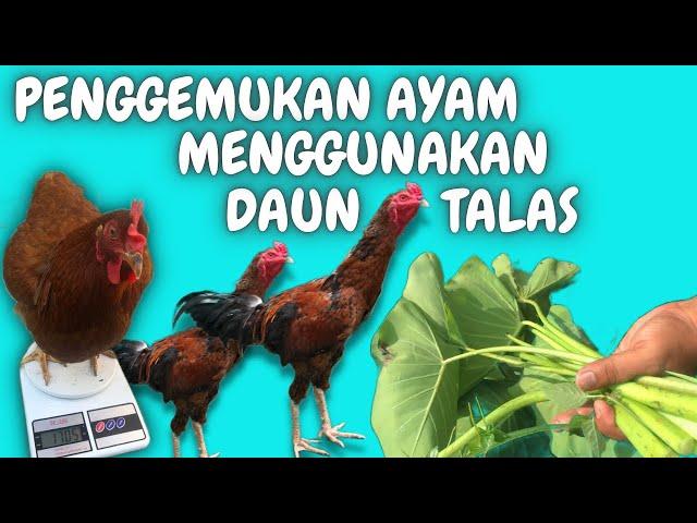 LUAR BIASA‼️HEMAT BANGET KEJAR BOBOT AYAM HANYA DENGAN RACIKAN POHON TALAS & BAHAN INI