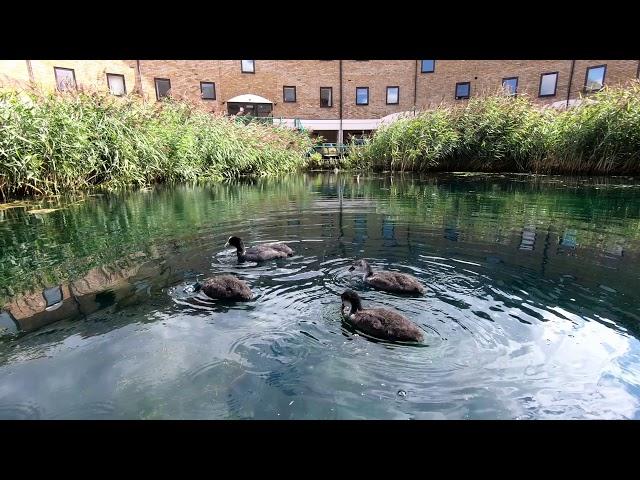 LONDON Walk Tour GREENLAND DOCK, Rotherhithe from THAMES Path