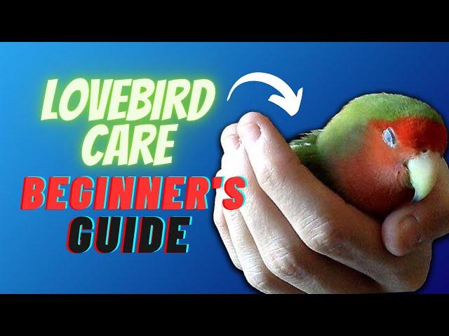 How to Take Care of a Lovebird: Tips for New Bird Owners