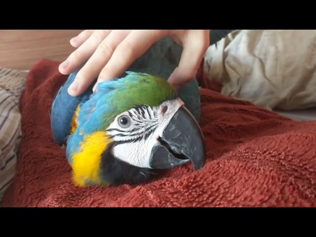 Macaw Snuggling