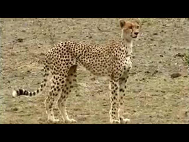 Female Cheetah Leads Solitary Life in the Wild | BBC Studios