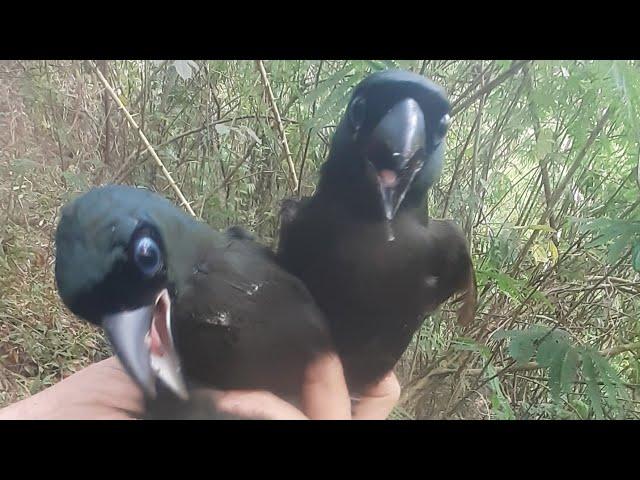 burung jalak jinak banget gaes