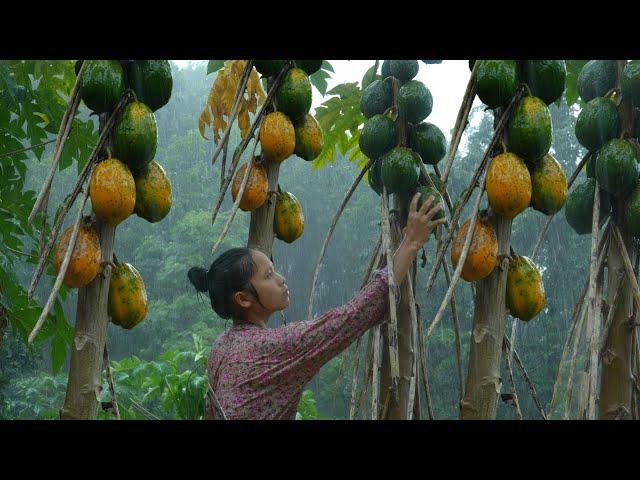 HEAVY RAIN & LIGHTNING - 17 Year Old Single Mother Harvesting Wild Papaya | Ly Tieu Ca