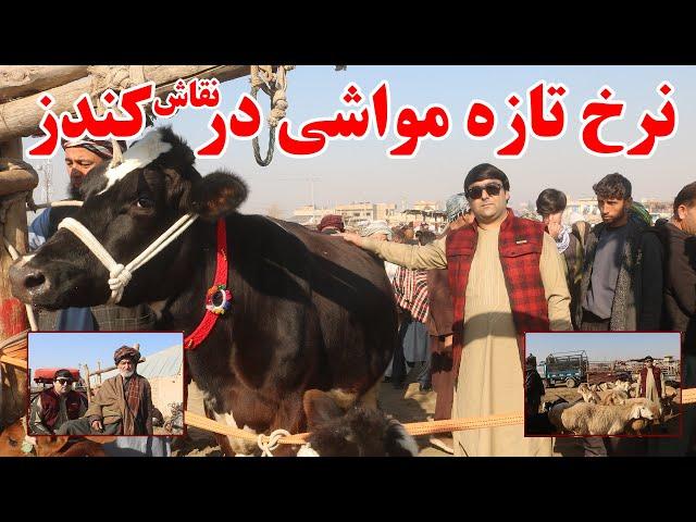 گزارش ویژه از نقاش یا مالبازار ولایت کندز | نرخ ونوای مواشی در فصل زمستان | کندز جان | افغانستان