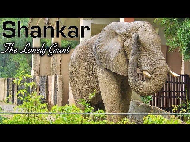 Shankar : The Lone African Elephant of India (Delhi Zoo) !