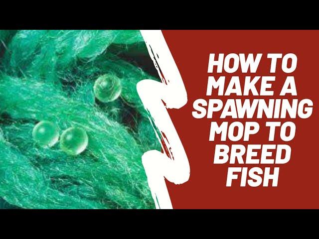 How To Make a Spawning Mop to Breed Fish