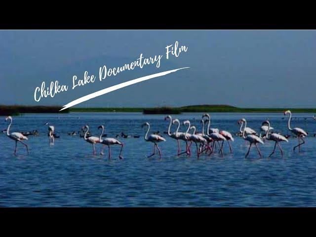 Chilka Lake - Documentary Film | VM Documentary | Vision Media | Odisha