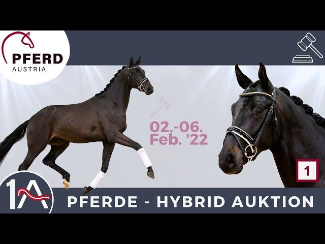 #1 GEYER'S DANTES FINEST - 1A-Pferde Hybrid Auktion WWW.HORSEAUCTION.AT