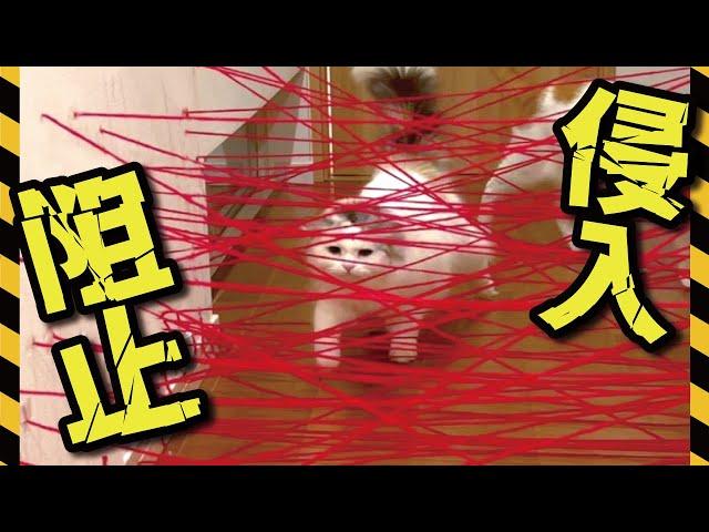 レーザーセキュリティを通り抜けたい猫VS絶対通さない主【関西弁でしゃべる猫】 【猫アテレコ】