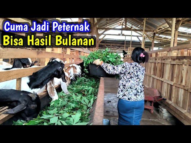 TERBUKTI ‼️ CARA INI BISA MEMBUAT HASIL BREEDING LEBIH BANYAK