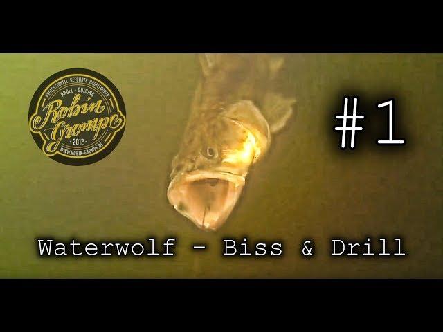 Water Wolf #1 mit Robin Grompe Zander 86cm Biss & Drill Illex Dexter Shad 200 Rudd