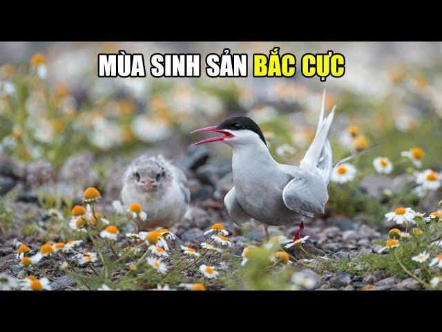 Bắc Cực - Mùa Của Sự Sống | Khám Phá Thế Giới Động Vật Hoang Dã