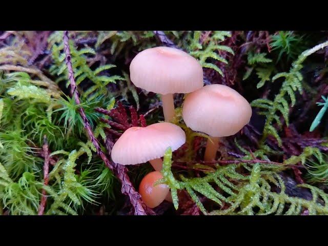 Waxcap mushroom