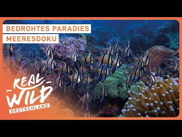 Eines der größten Naturwunder? - Das Korallendreieck | Doku | Real Wild Deutschland