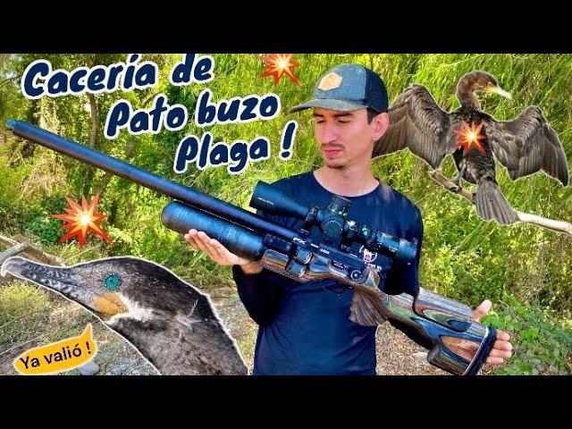 QUE BUEN RIFLE ‼️ caceria de pato buzo plaga con Fx king cal .25 y pruebas de precicion