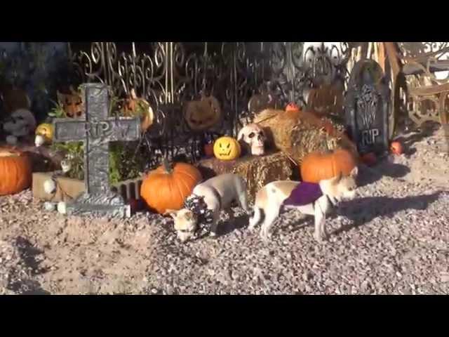 Peanut and Snowflake Chihuahua Halloween 2015 Decorations