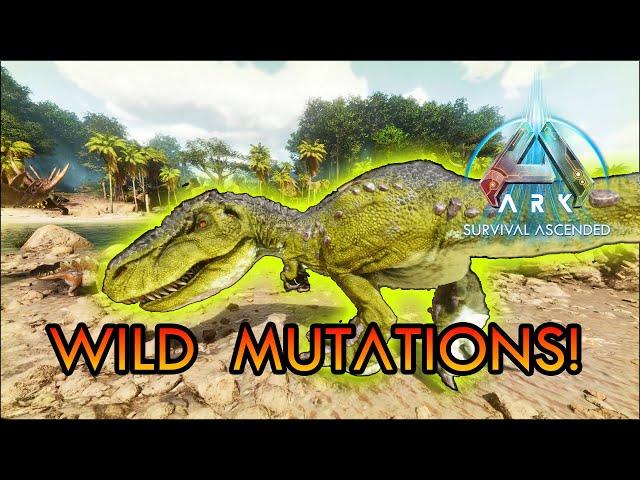 Wild Mutations! Amazing Wild Discovery! Ark Survival Ascended SUPER BABIES!