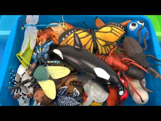 Sorting Fun! Sea Animals and Insect Toys