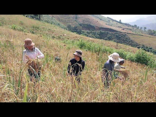 Hương Bếp Vùng Cao Ẩm thực sạch gặt lúa Nương cùng bà con làng Tống