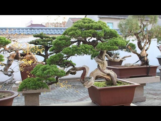 Chinese Penjing