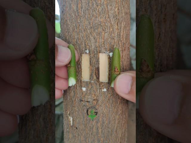 New grafting technique #budding #gardening