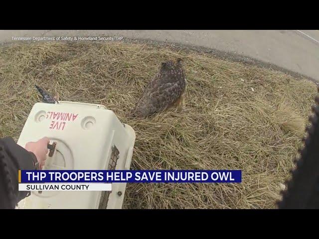 THP troopers help save injured owl in Sullivan County