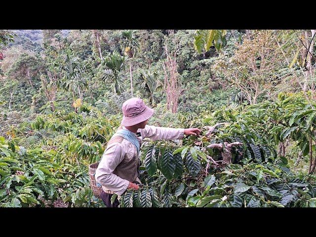 Kehidupan Nyata Di Kebun, Pejuang Keluarga, Merawat Kebun, Dan Melakukan Beberapa Aktifitas