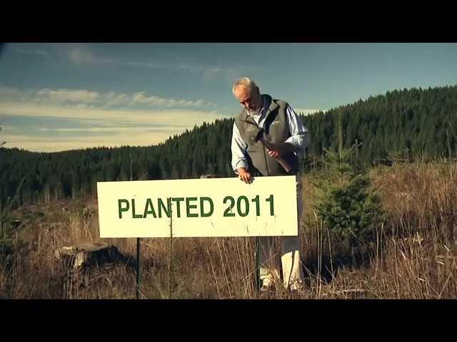 A Day in the Woods: Reforestation