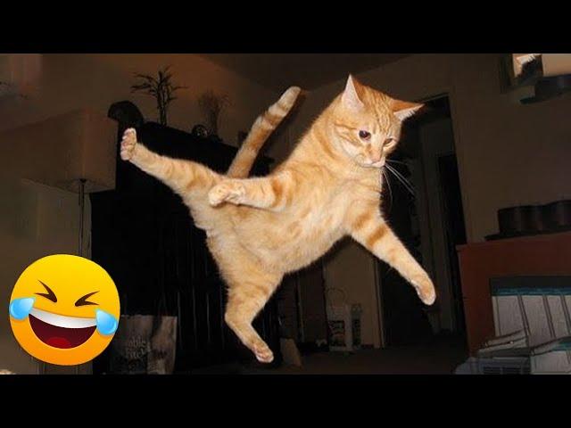 Funniest Animals  New Funny Cats and Dogs Videos  #154