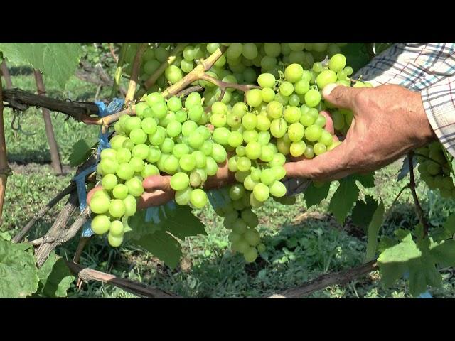 Питомник Макаревич (Уссурийск)  25. 08. 2017