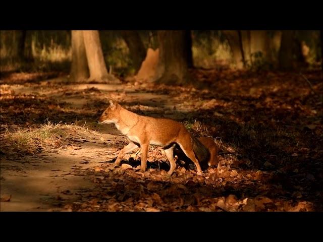 Indian Wild Dogs (Dhole) from Kanha National Park, Feb-2018