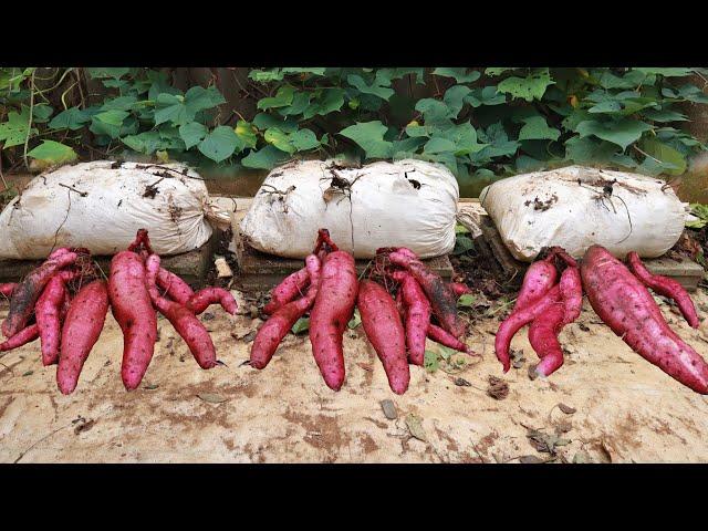 The experiment of growing sweet potatoes on the terrace was surprising