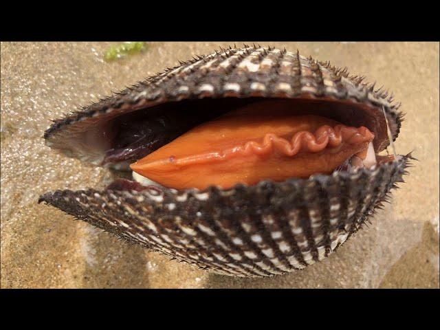 Xiao Ni Ganhai found that Mao Clam was playing with her tongue and was swept away by a net