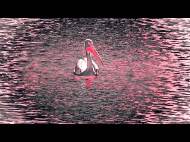 Hossein Alizadeh & Djivan Gasparyan - Birds