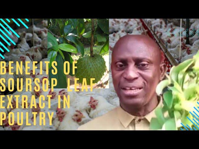Benefits of SOURSOP LEAF EXTRACTS in a Poultry (Poultry Immunity & Growth Booster) #poultryfarming