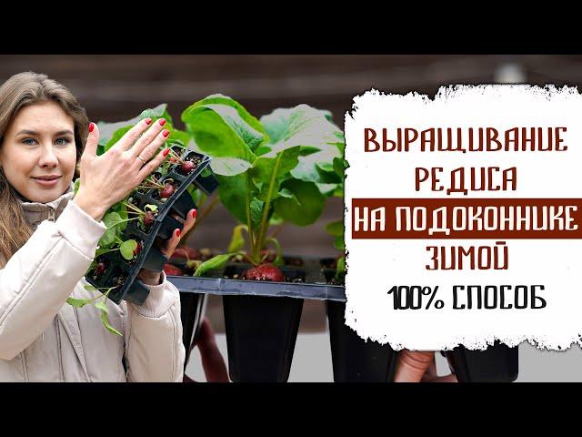 ВЫРАЩИВАНИЕ РЕДИСА НА ПОДОКОННИКЕ ЗИМОЙ 100% СПОСОБ