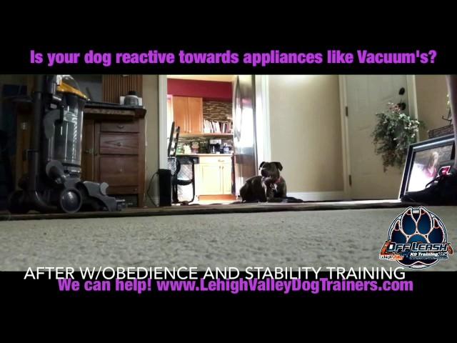 Dog Attacks Vacuum ||| Lehigh Valley Dog Trainers: Off Leash K9 Training