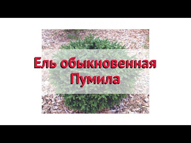 Ель обыкновенная Пумила  Обзор: посадка и уход. саженцы ели Пумила: описание и особенности