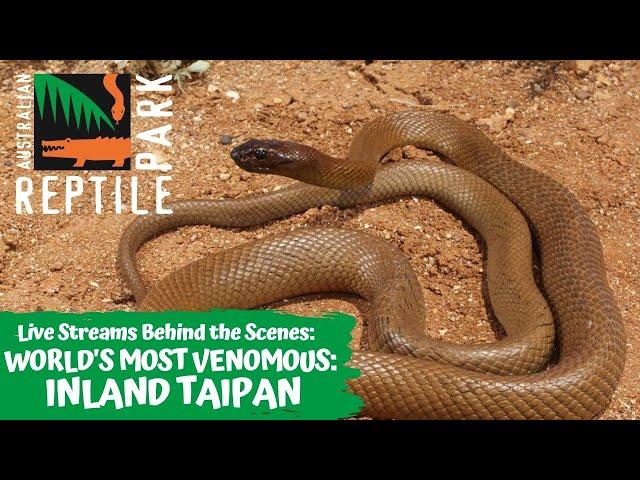 WORLDS MOST VENOMOUS SNAKE: INLAND TAIPAN | AUSTRALIAN REPTILE PARK