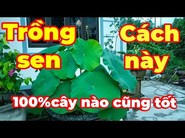 Hướng dẫn cách trồng hoa sen trong chậu luôn sai hoa và xanh tốt.