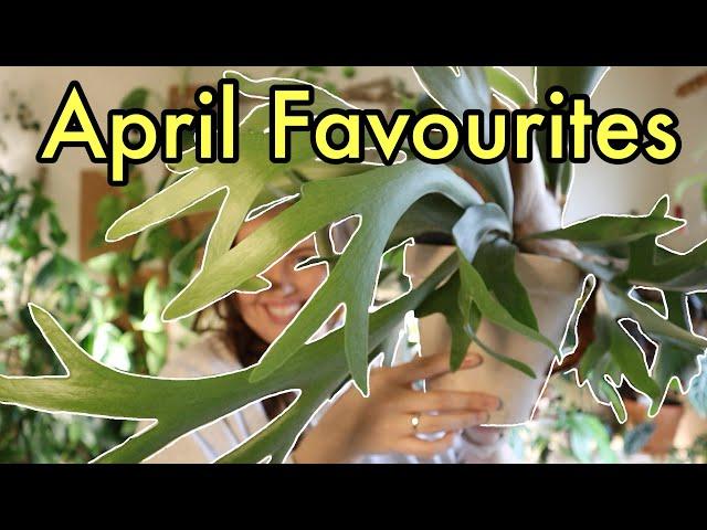April Favourites (with some new additions) | Houseplants