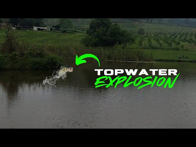 TOPWATER EXPLOSIONS AT THE FARMDAM. Bass Fishing South Africa