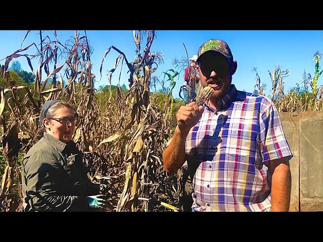 Corn picking in Tennessee! (**DAMAGED GOODS!