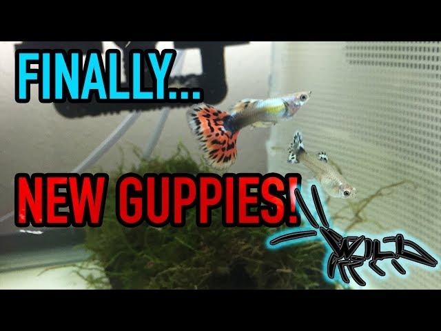 FISH FROM GUPPY TRAIN! || Four New Guppy Strains In The Fish Room! || Divided Guppy Tank