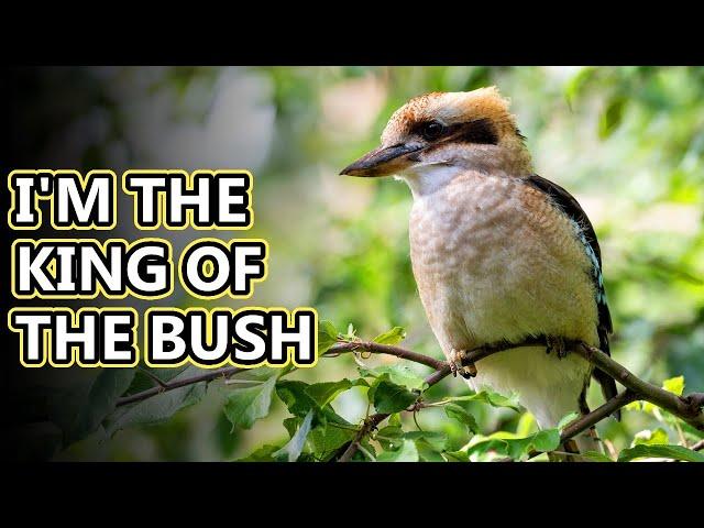 Kookaburra facts: the terrestrial kingfisher | Animal Fact Files