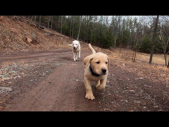 Getting a lab puppy